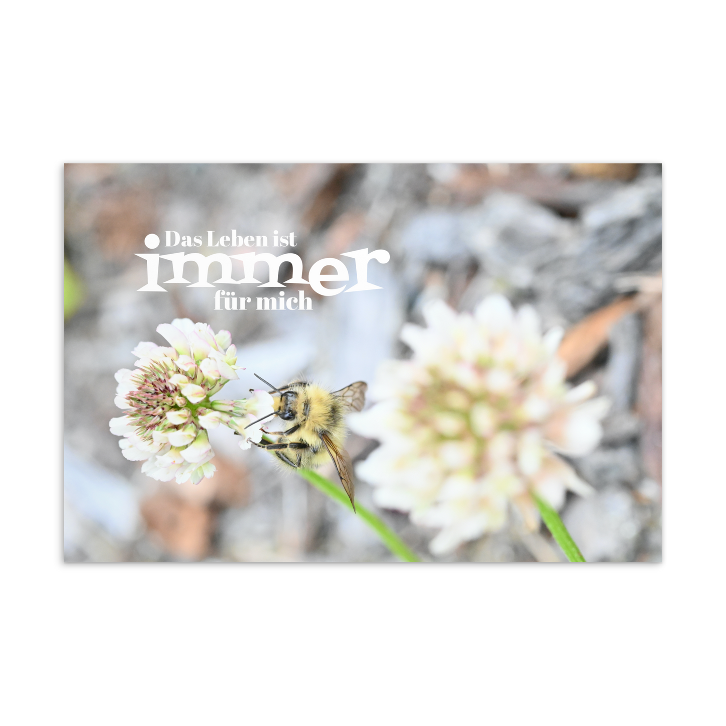 Postkarte - Das Leben ist immer für mich
