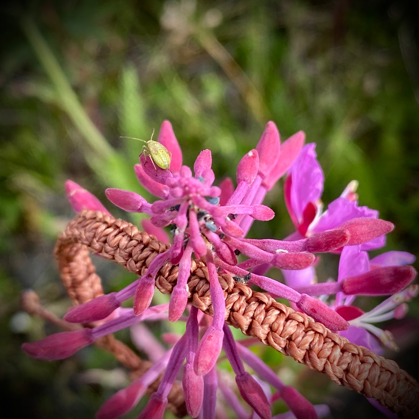 Armband - Braunes mit Schiebeknoten