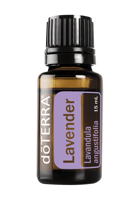 Lavender (Lavendel, Lavandula angustifolia)