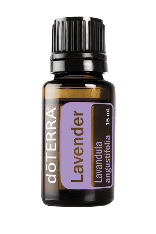 Lavender (Lavendel, Lavandula angustifolia)