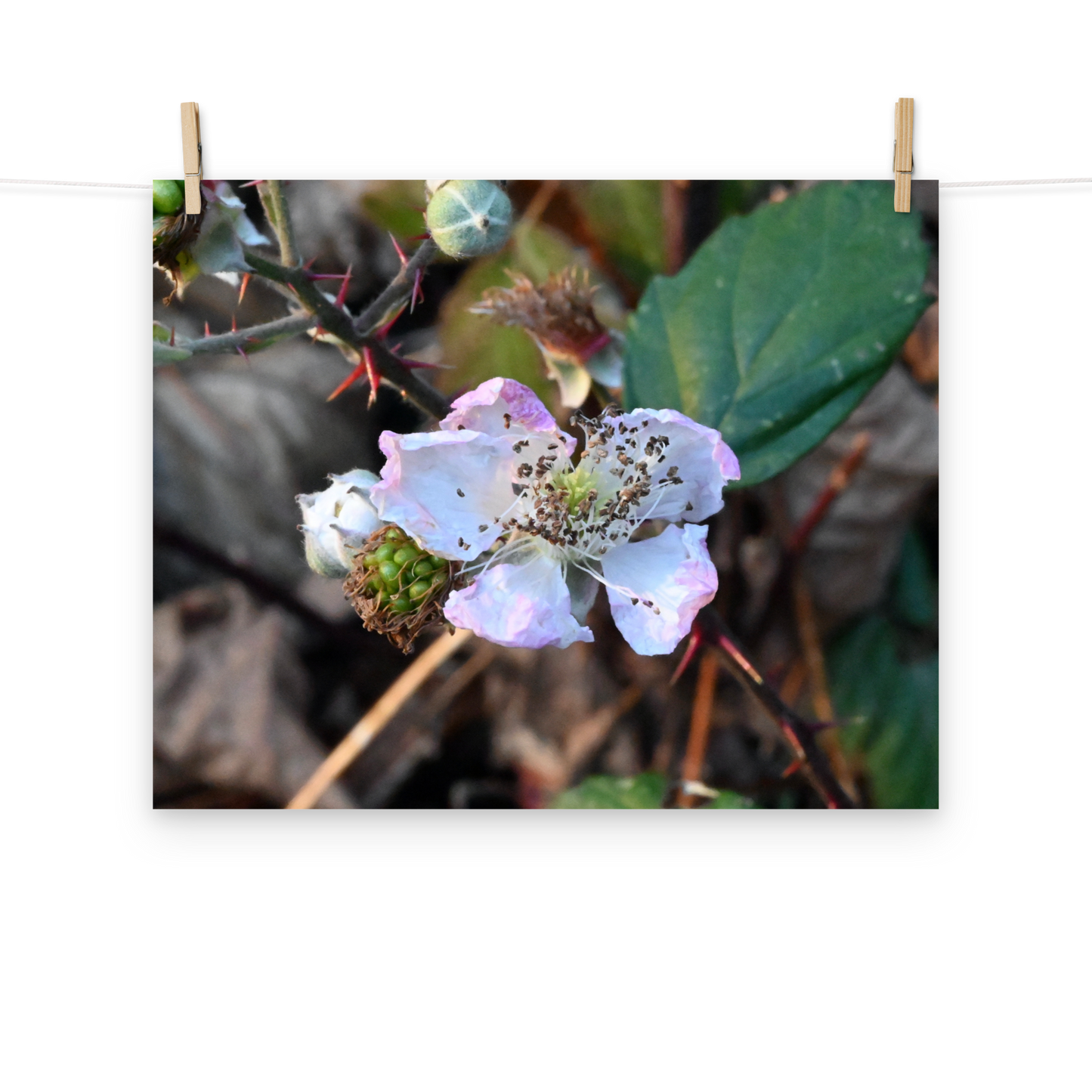 Poster - Brombeere 1