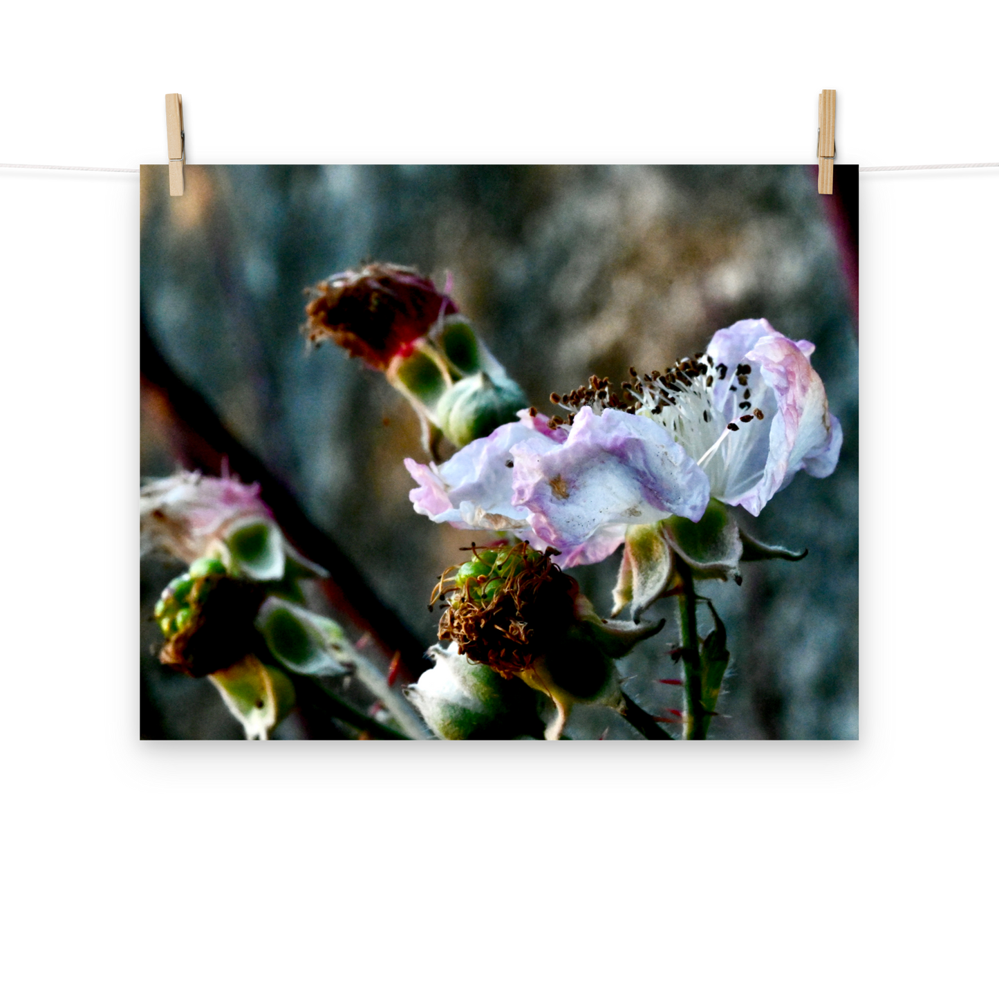 Poster - Brombeere 2