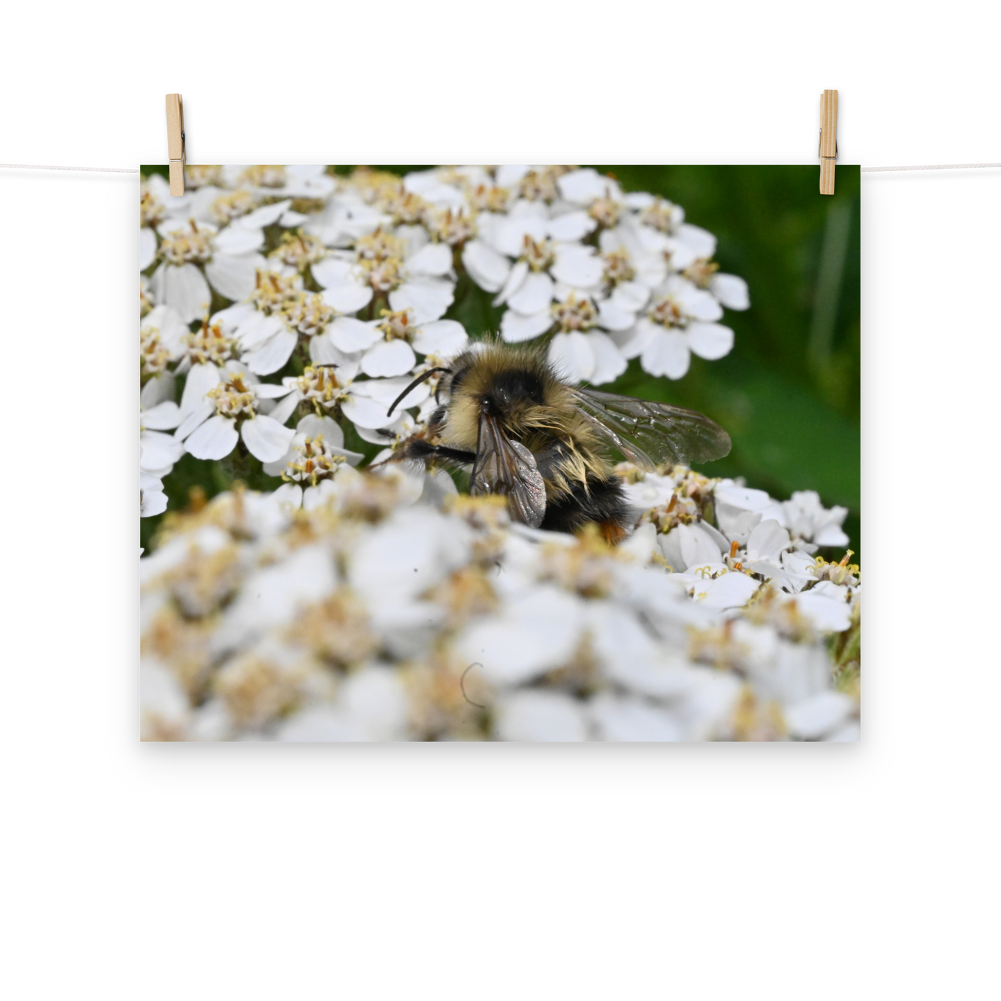 Poster - Schafgarbe 3