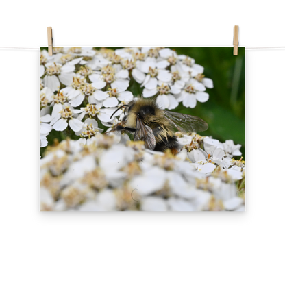 Poster - Schafgarbe 3