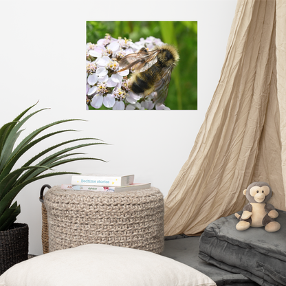 Poster - Schafgarbe 5