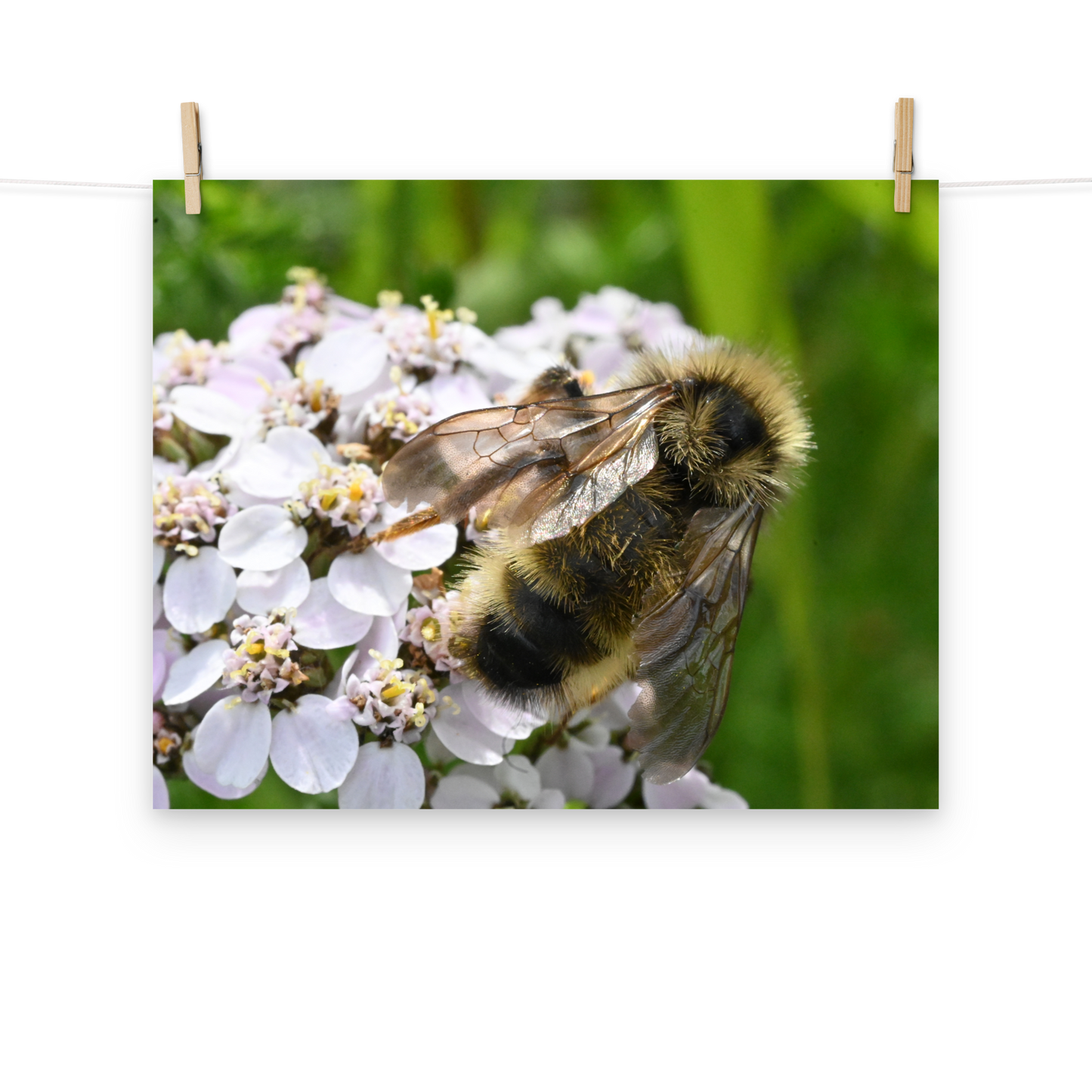 Poster - Schafgarbe 5