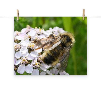 Poster - Schafgarbe 5