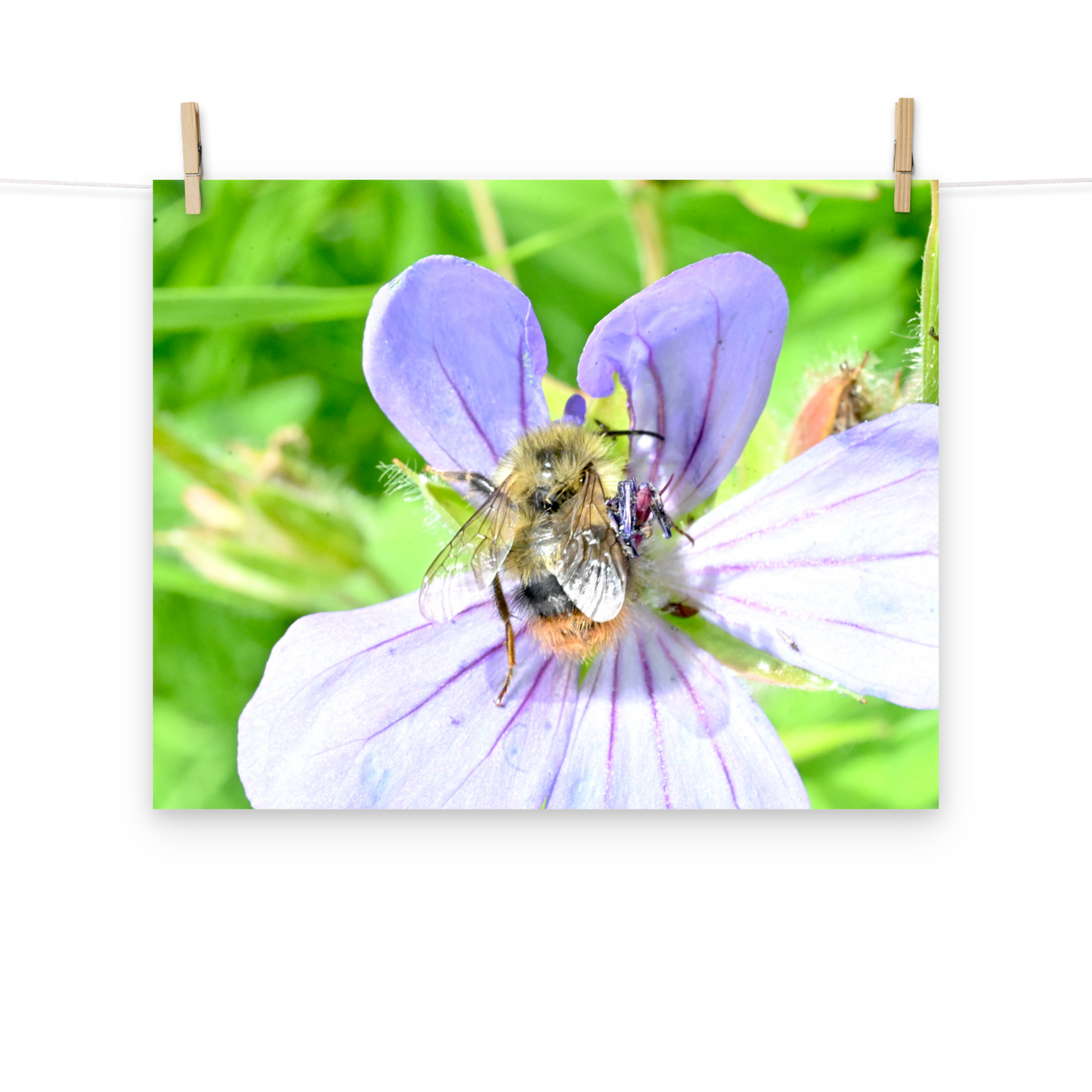 Poster - Storchenschnabel 1