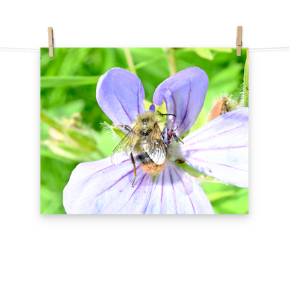 Poster - Storchenschnabel 1