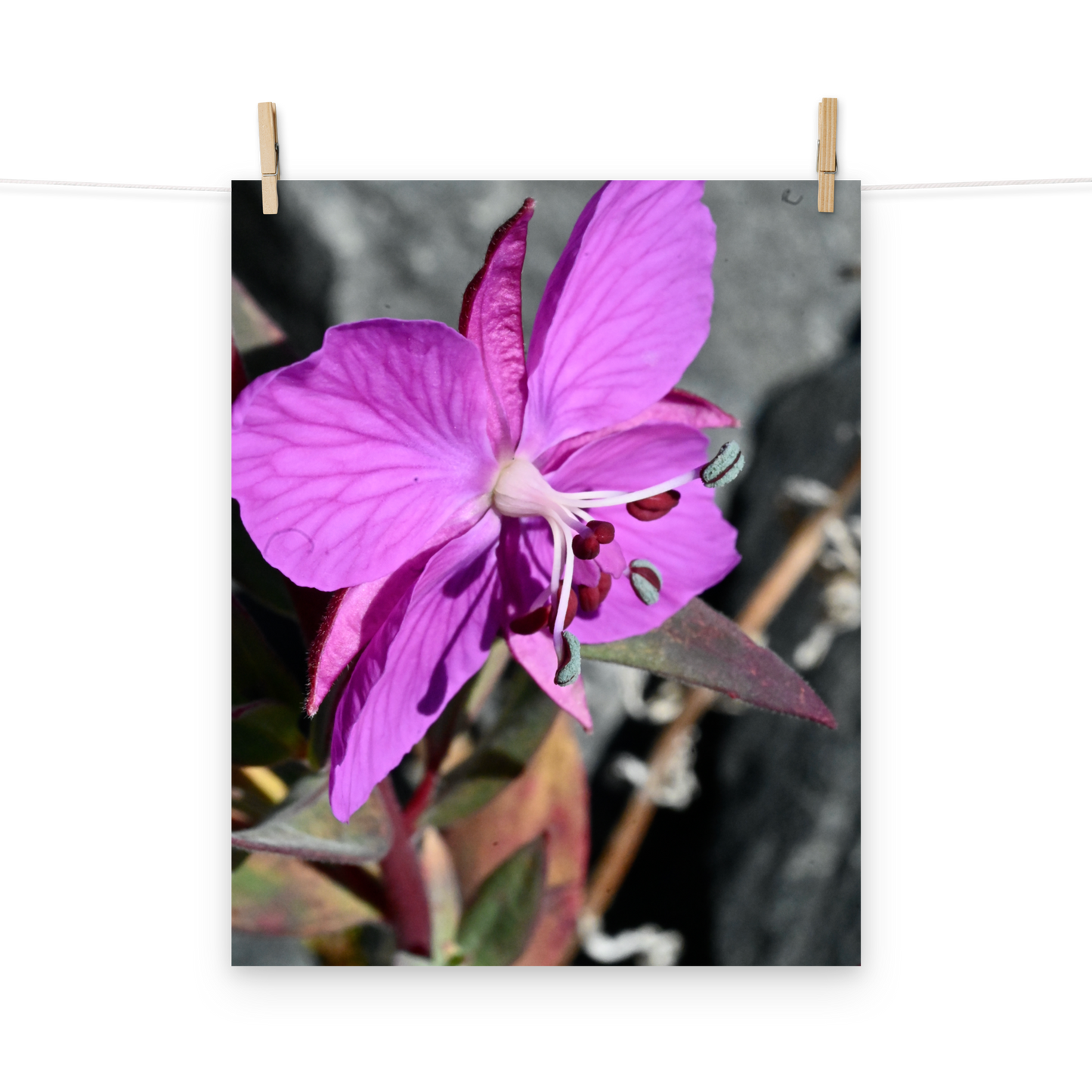 Poster - Schmalblättriges Weidenröschen 1