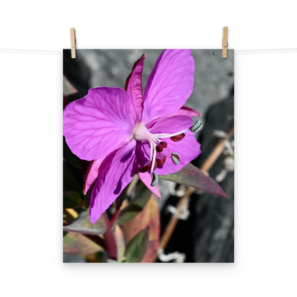 Poster - Schmalblättriges Weidenröschen 1