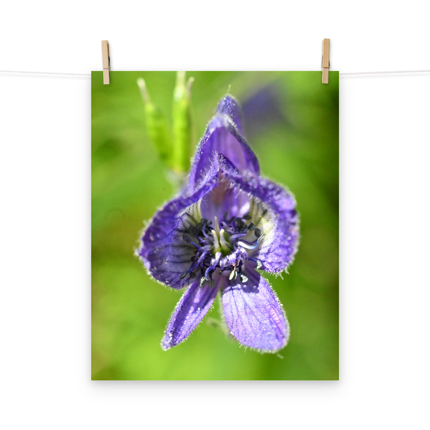 Poster - Blauer Eisenhut 1