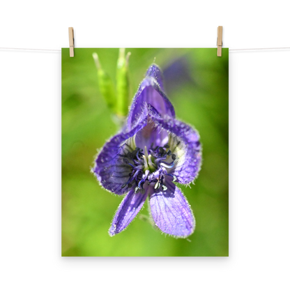 Poster - Blauer Eisenhut 1