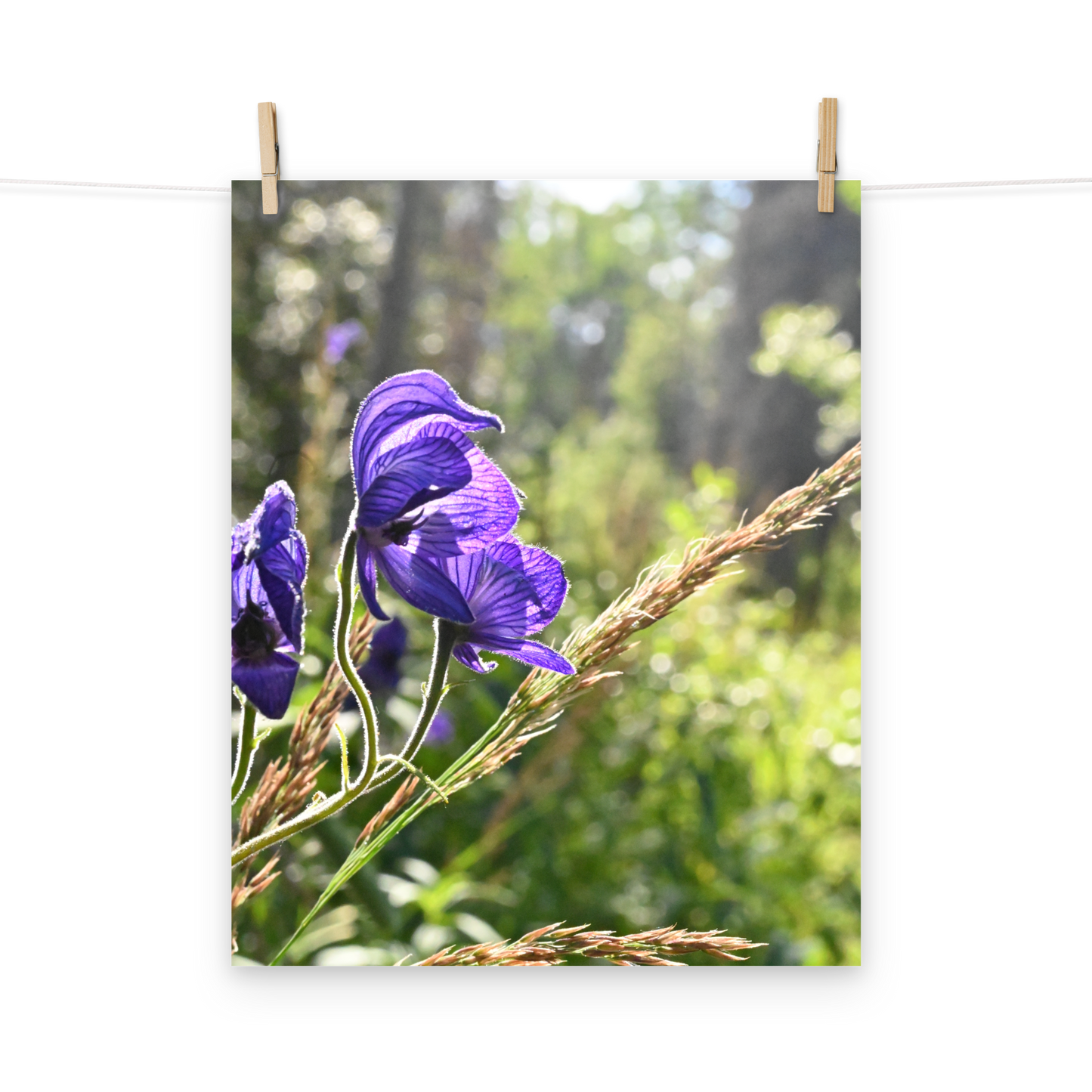 Poster - Blauer Eisenhut 2