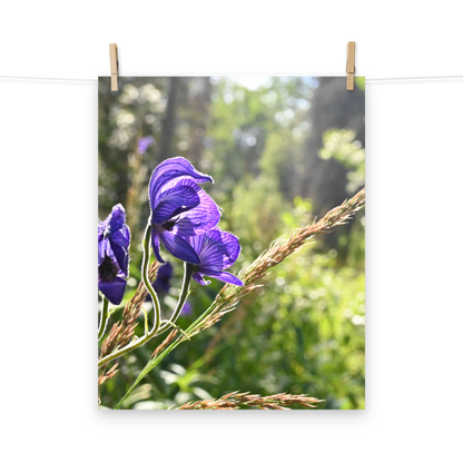 Poster - Blauer Eisenhut 2