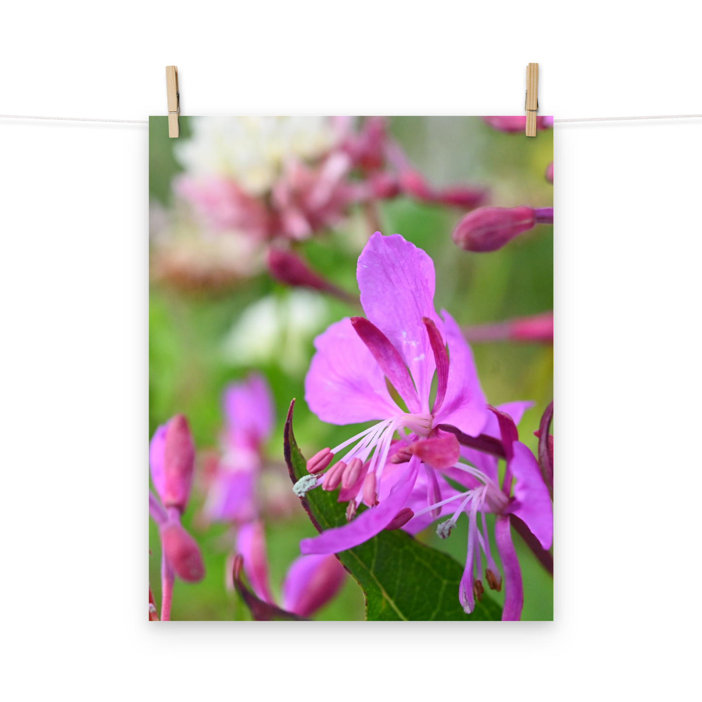 Poster - Schmalblättriges Weidenröschen 2