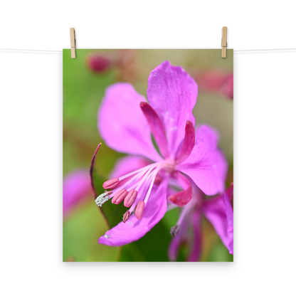 Poster - Schmalblättriges Weidenröschen 3