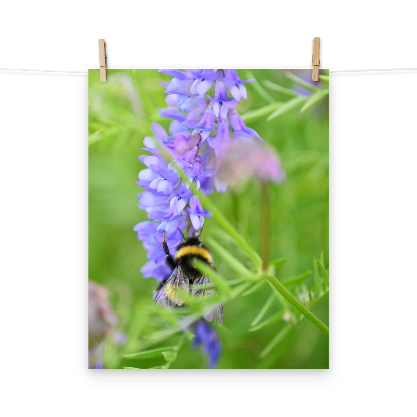 Poster - Vogelwicke 1