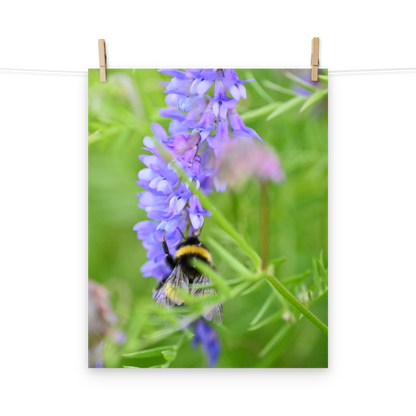 Poster - Vogelwicke 1