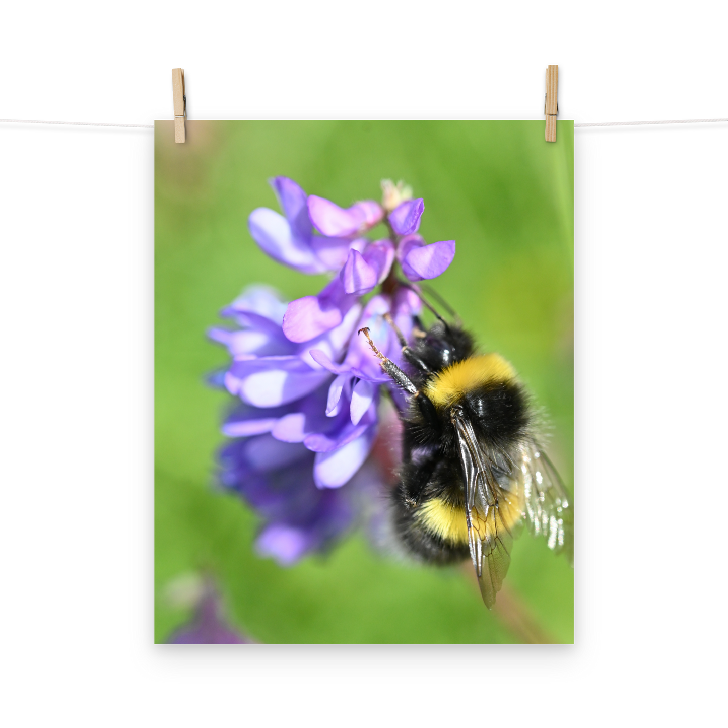 Poster - Vogelwicke 2