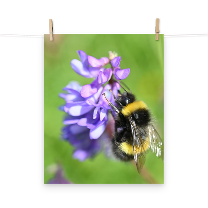 Poster - Vogelwicke 2