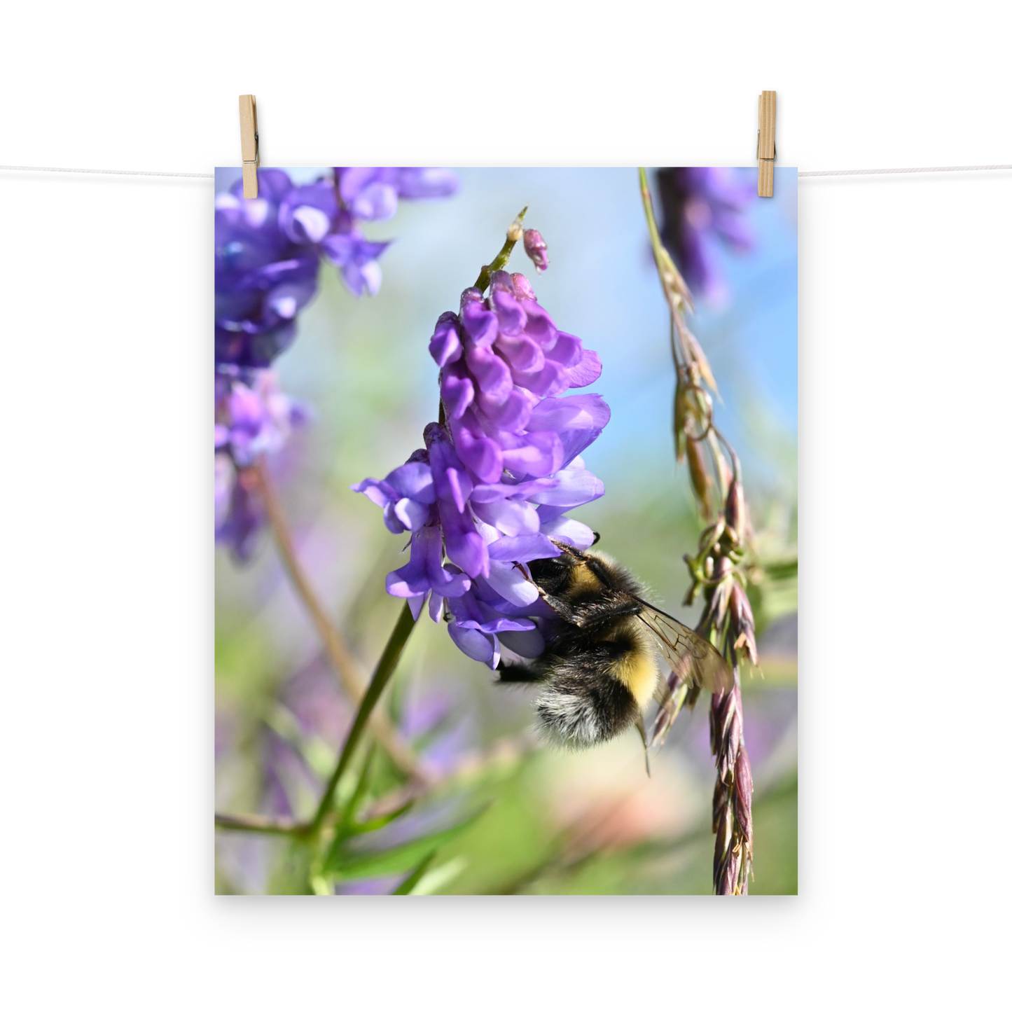 Poster - Vogelwicke 4