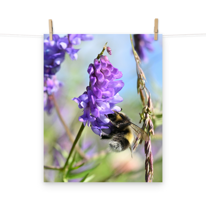 Poster - Vogelwicke 4