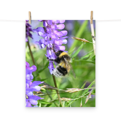 Poster - Vogelwicke 5