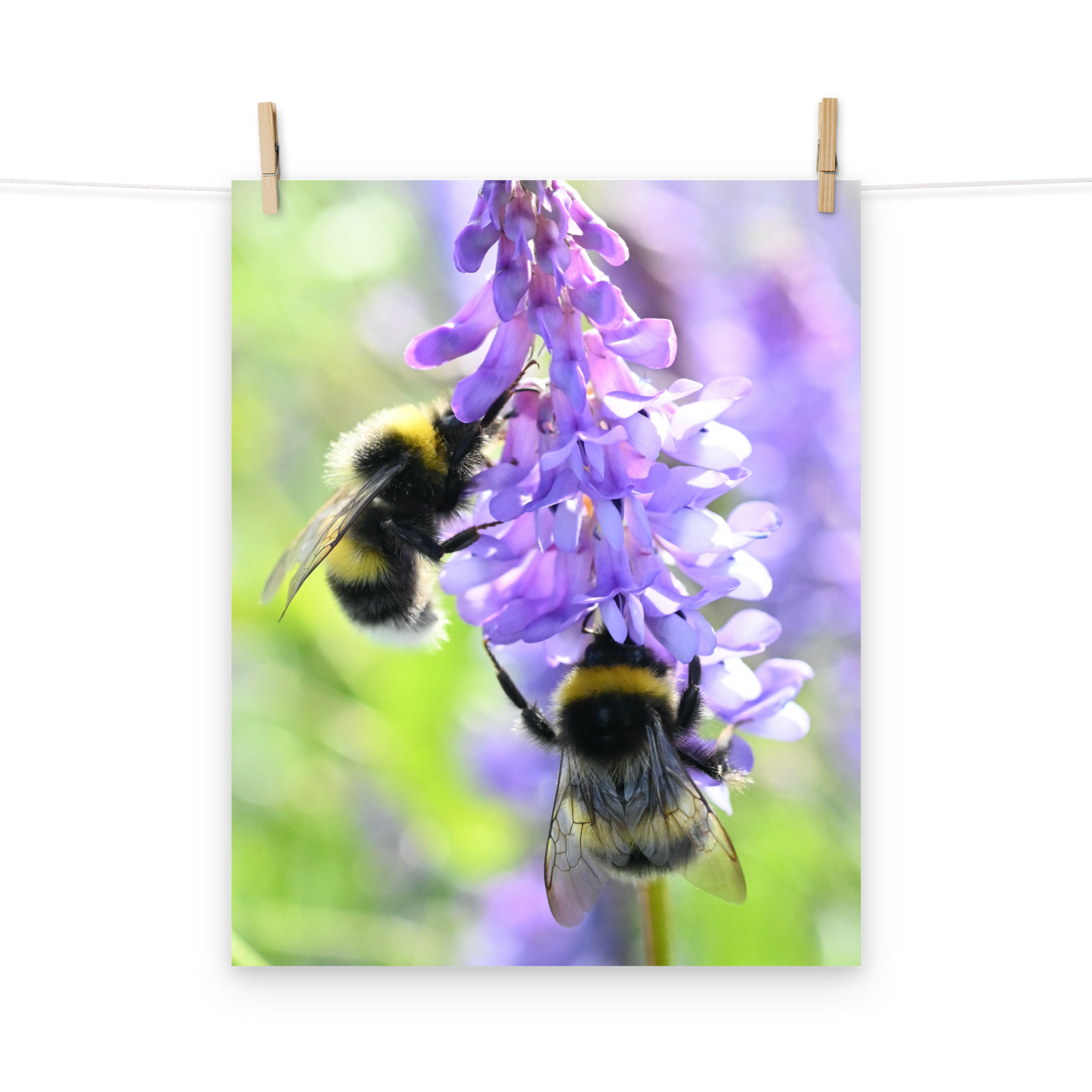 Poster - Vogelwicke 6