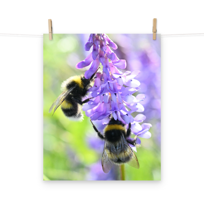 Poster - Vogelwicke 6