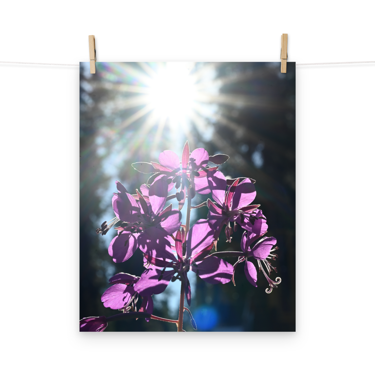 Poster - Schmalblättriges Weidenröschen 4