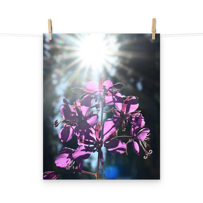 Poster - Schmalblättriges Weidenröschen 4